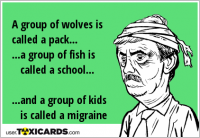 A group of wolves is called a pack... ...a group of fish is called a school... ...and a group of kids is called a migraine